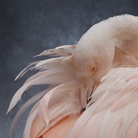 Buy canvas prints of Flamingo Portrait by rawshutterbug 