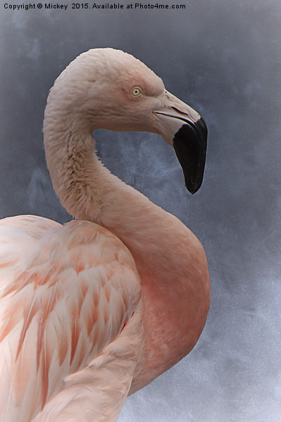 Flamingo Profile Picture Board by rawshutterbug 