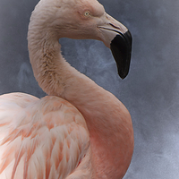 Buy canvas prints of Flamingo Profile by rawshutterbug 