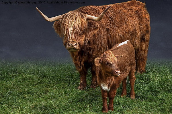 Highland Cattle And Calf Picture Board by rawshutterbug 
