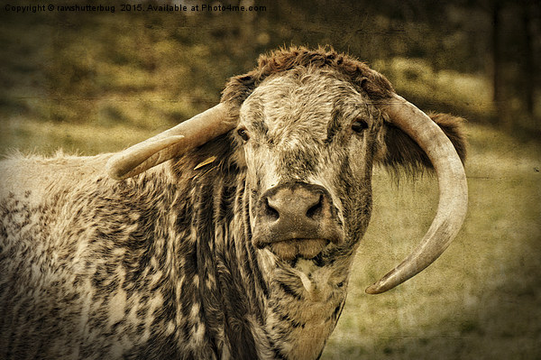 English Longhorn Cattle Picture Board by rawshutterbug 
