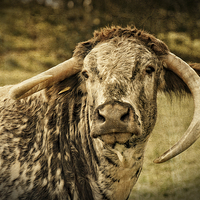 Buy canvas prints of English Longhorn Cattle by rawshutterbug 