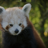 Buy canvas prints of Red Panda Gaze by rawshutterbug 
