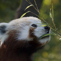 Buy canvas prints of Red Panda's Bamboo Breakfast by rawshutterbug 