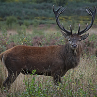 Buy canvas prints of Wild Red Deer Stag by rawshutterbug 