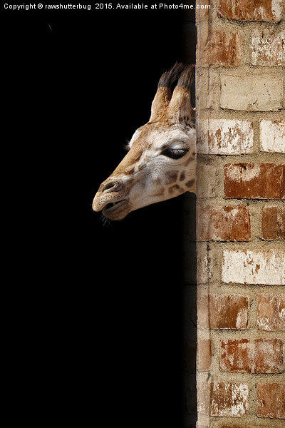 Baby Giraffe Picture Board by rawshutterbug 