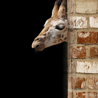 Buy canvas prints of Baby Giraffe by rawshutterbug 