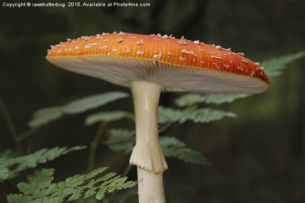 Fly Agaric Picture Board by rawshutterbug 