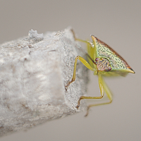 Buy canvas prints of Posing Shield Bug by rawshutterbug 