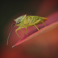 Buy canvas prints of Shield Bug On Red Leaf by rawshutterbug 