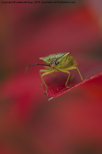 Autumn Leaf Stink Bug Picture Board by rawshutterbug 