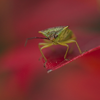 Buy canvas prints of Autumn Leaf Stink Bug by rawshutterbug 