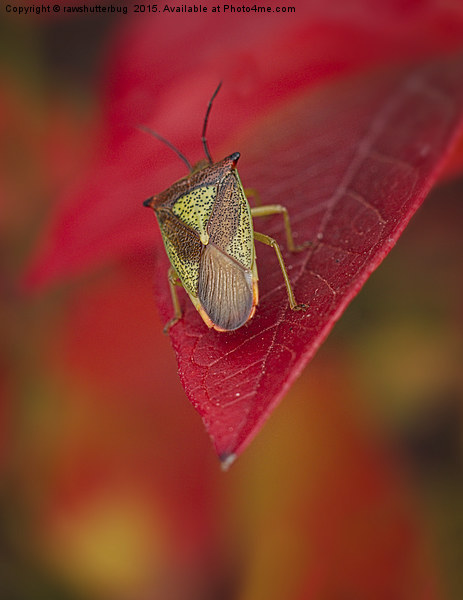 A Bug's Life Picture Board by rawshutterbug 