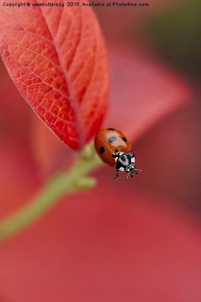 Ladybird On An Autumn Leaf Picture Board by rawshutterbug 