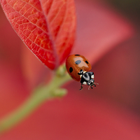 Buy canvas prints of Ladybird On An Autumn Leaf by rawshutterbug 