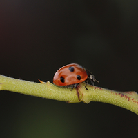Buy canvas prints of Ladybug On A Twig by rawshutterbug 