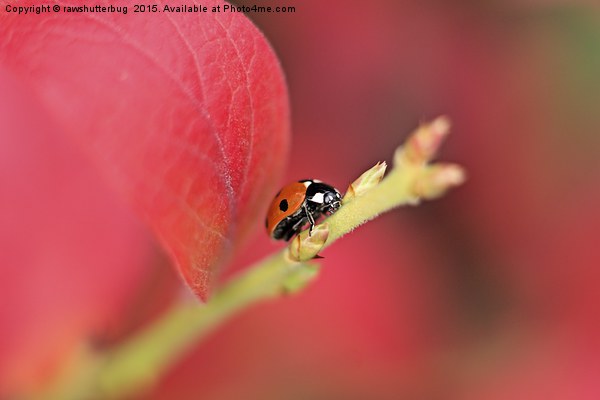 Ladybird On An Autumn Leaf Picture Board by rawshutterbug 