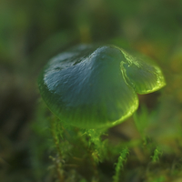 Buy canvas prints of Parrot Toadstool by rawshutterbug 