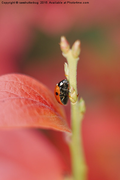 Ladybug On An Autumn Leaf Picture Board by rawshutterbug 