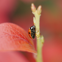 Buy canvas prints of Ladybug On An Autumn Leaf by rawshutterbug 