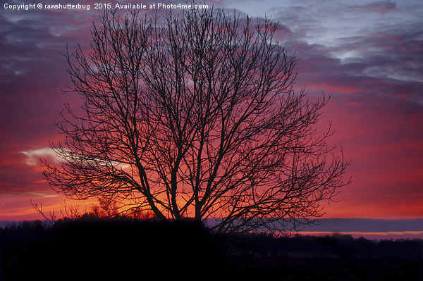 Autumn Sunrise At Chasewater Picture Board by rawshutterbug 