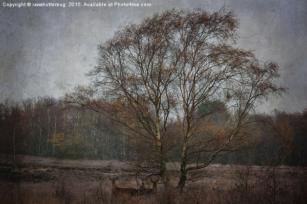 Red Deer Under The Tree Picture Board by rawshutterbug 