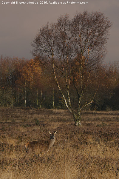 Autumn Red Deer Picture Board by rawshutterbug 