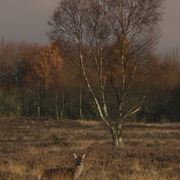 Buy canvas prints of Autumn Red Deer by rawshutterbug 