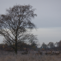 Buy canvas prints of Red Deer On A Frosty Morning by rawshutterbug 