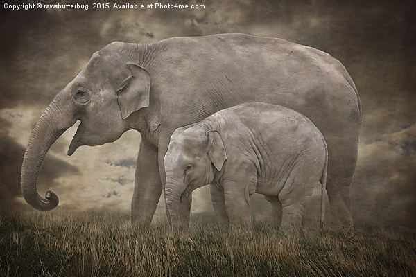 Elephant Mother and Calf Picture Board by rawshutterbug 