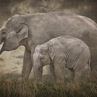 Buy canvas prints of Elephant Mother and Calf by rawshutterbug 