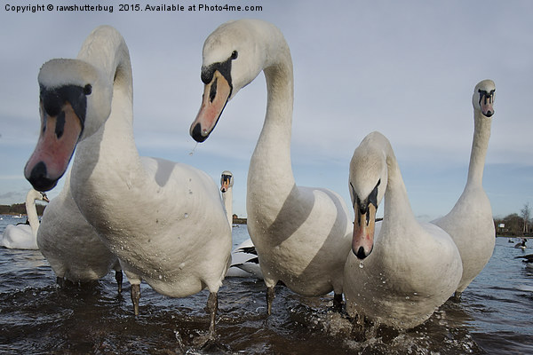 Curious Swans Picture Board by rawshutterbug 