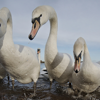 Buy canvas prints of Curious Swans by rawshutterbug 