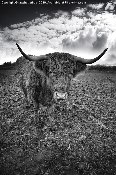 Rugged Highland Cattle Picture Board by rawshutterbug 