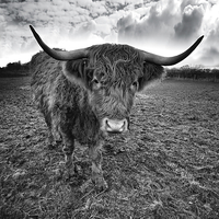 Buy canvas prints of Rugged Highland Cattle by rawshutterbug 