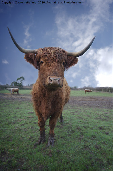 Highland Cattle Picture Board by rawshutterbug 