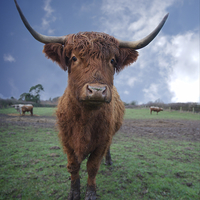 Buy canvas prints of Highland Cattle by rawshutterbug 