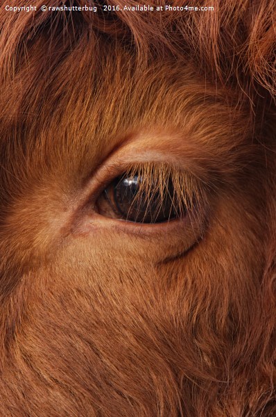 Highland Cow's Eye Closeup Picture Board by rawshutterbug 