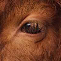 Buy canvas prints of Highland Cow's Eye Closeup by rawshutterbug 