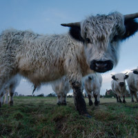 Buy canvas prints of Inquisitive White High Park Cow by rawshutterbug 