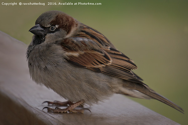 House Sparrow Picture Board by rawshutterbug 