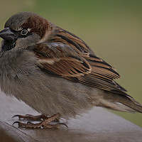 Buy canvas prints of House Sparrow by rawshutterbug 