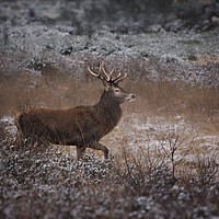 Buy canvas prints of Wild Red Deer Stag by rawshutterbug 