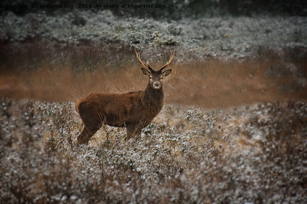 Red Deer Stag In The Wild Picture Board by rawshutterbug 