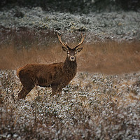 Buy canvas prints of Red Deer Stag In The Wild by rawshutterbug 