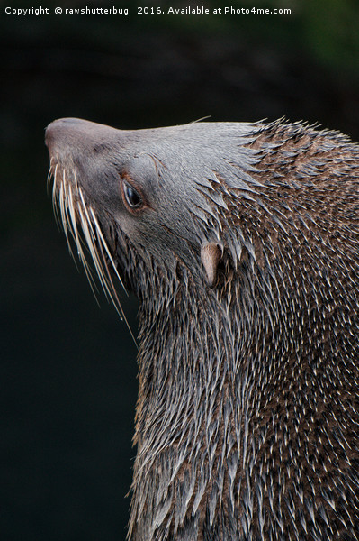 Wet Fur Seal Picture Board by rawshutterbug 