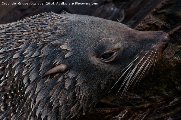 Close-Up Fur Seal Picture Board by rawshutterbug 