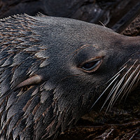 Buy canvas prints of Close-Up Fur Seal by rawshutterbug 