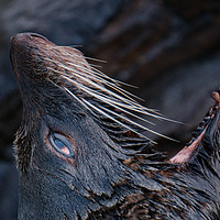 Buy canvas prints of Yawning Fur Seal by rawshutterbug 