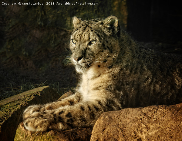 Endangered Snow Leopard Picture Board by rawshutterbug 